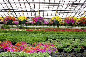 Northgate Greenhouses